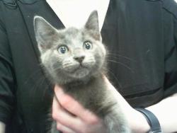 Shelter Stray Male Cat last seen CHARLOTTE, 8315 Byrum Dr, Charlotte, NC 28217, USA