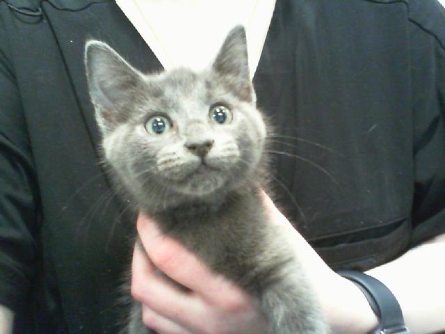 Shelter Stray Male Cat last seen CHARLOTTE, 8315 Byrum Dr, Charlotte, NC 28217, USA