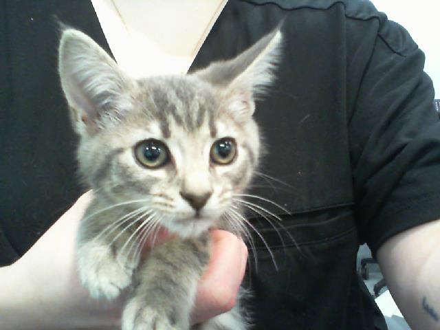 Shelter Stray Female Cat last seen CHARLOTTE, 8315 Byrum Dr, Charlotte, NC 28217, USA