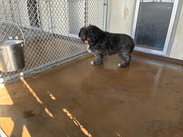 Shelter Stray Male Dog last seen Near BLOCK COLISEUM ST, 227 N D St, Perris, CA 92570, USA