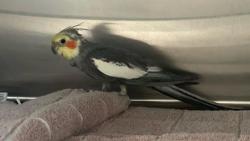 Shelter Stray Unknown Bird last seen Near BLOCK COLISEUM ST, 227 N D St, Perris, CA 92570, USA