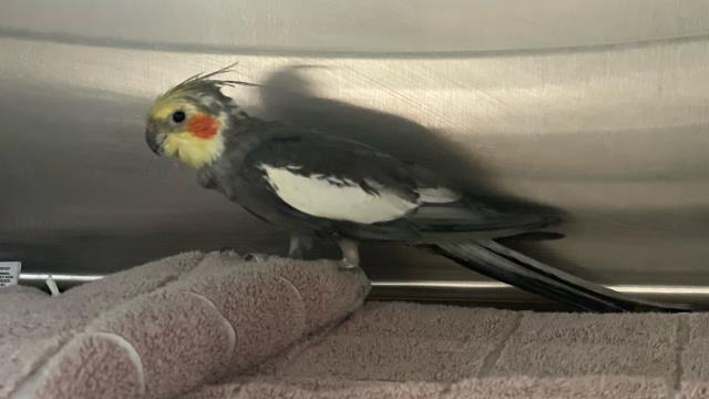 Shelter Stray Unknown Bird last seen Near BLOCK COLISEUM ST, 227 N D St, Perris, CA 92570, USA