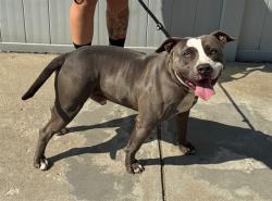 Shelter Stray Male Dog last seen Near BLOCK SCOTTSDALE BLVD, 3528 Newburg Rd, Louisville, KY 40218, USA