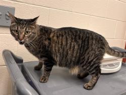 Shelter Stray Female Cat last seen Near BLOCK LOOMIS AVE, COLORADO SPRINGS CO 80906, 610 Abbot Ln, Colorado Springs, CO 80905, USA