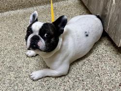 Shelter Stray Male Dog last seen Near BLOCK N NEVADA AVE, COLORADO SPRINGS, CO, 610 Abbot Ln, Colorado Springs, CO 80905, USA