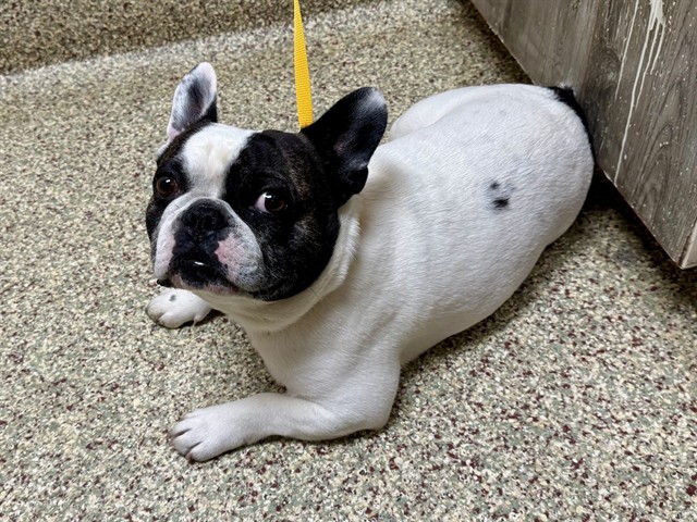 Shelter Stray Male Dog last seen Near BLOCK N NEVADA AVE, COLORADO SPRINGS, CO, 610 Abbot Ln, Colorado Springs, CO 80905, USA