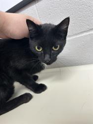 Shelter Stray Unknown Cat last seen , 1601 Airport Rd, Shelby, NC 28150, USA
