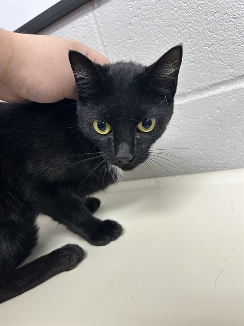 Shelter Stray Unknown Cat last seen , 1601 Airport Rd, Shelby, NC 28150, USA