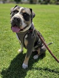 Shelter Stray Male Dog last seen , 957 N Gaffey St, San Pedro, CA 90731, USA
