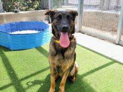 Shelter Stray Female Dog last seen , 957 N Gaffey St, San Pedro, CA 90731, USA