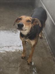 Shelter Stray Female Dog last seen , 957 N Gaffey St, San Pedro, CA 90731, USA