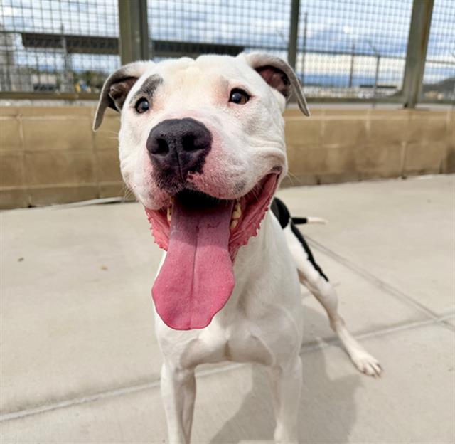 Shelter Stray Male Dog last seen Near BLOCK S WOLCOTT WAY, DENVER, CO 80219-3616, UNITED STATES, 1241 W Bayaud Ave, Denver, CO 80223, USA