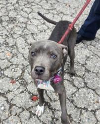 Shelter Stray Female Dog last seen Near BLOCK KENTFIELD ST, DETROIT, MI 48223, 7401 Chrysler Dr, Detroit, MI 48211, USA
