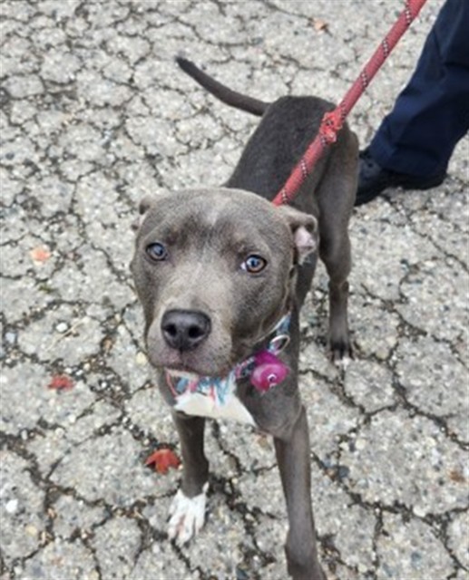 Shelter Stray Female Dog last seen Near BLOCK KENTFIELD ST, DETROIT, MI 48223, 7401 Chrysler Dr, Detroit, MI 48211, USA