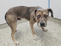 Shelter Stray Male Dog last seen Near BLOCK COYLE ST, DETROIT, MI 48227, 7401 Chrysler Dr, Detroit, MI 48211, USA