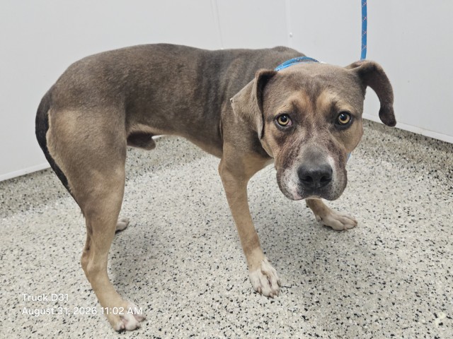 Shelter Stray Male Dog last seen Near BLOCK COYLE ST, DETROIT, MI 48227, 7401 Chrysler Dr, Detroit, MI 48211, USA