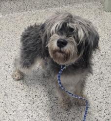 Shelter Stray Female Dog last seen Near BLOCK PONTCHARTRAIN BLVD, DETROIT MI 48203, 7401 Chrysler Dr, Detroit, MI 48211, USA