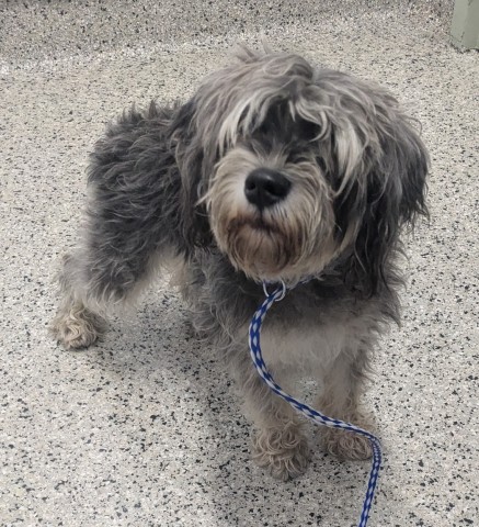 Shelter Stray Female Dog last seen Near BLOCK PONTCHARTRAIN BLVD, DETROIT MI 48203, 7401 Chrysler Dr, Detroit, MI 48211, USA