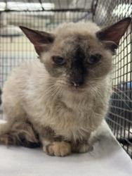 Shelter Stray Female Cat last seen Near BLOCK NW 2ND CT, 3599 NW 79th Ave, Doral, FL 33122, USA