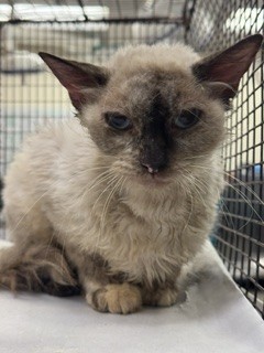 Shelter Stray Female Cat last seen Near BLOCK NW 2ND CT, 3599 NW 79th Ave, Doral, FL 33122, USA