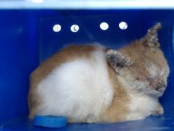 Shelter Stray Male Cat last seen , 2769 Conroy Rd, Orlando, FL 32839, USA