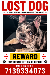 Lost Female Dog last seen Sierra Bend Drive and Bellaire Boulevard, Richmond, TX 77407