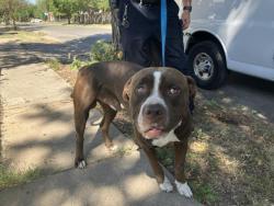 Shelter Stray Male Dog last seen Near BLOCK S MAIN ST, WICHITA KS 67213, 3303 N Hillside St, Wichita, KS 67219, USA