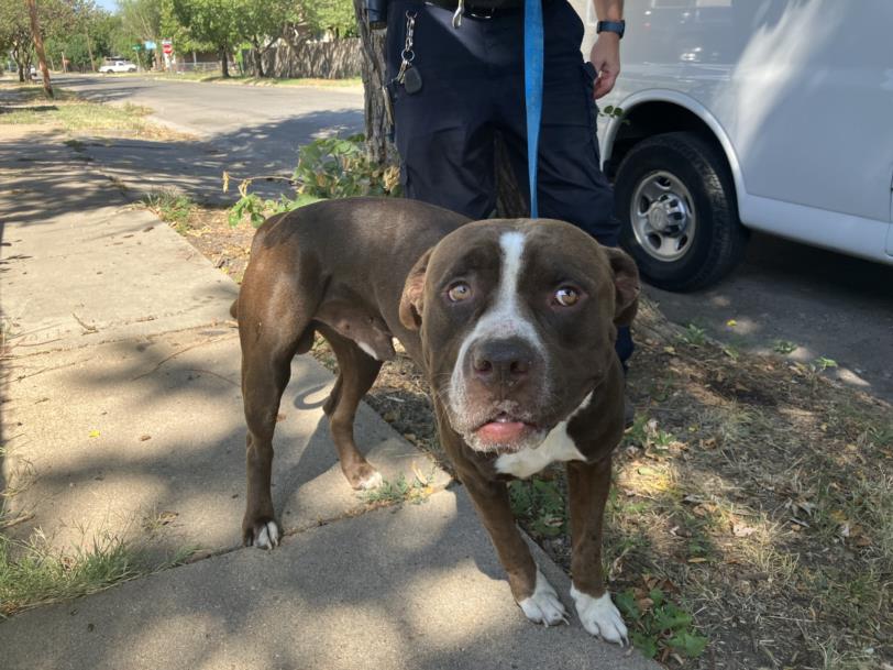 Shelter Stray Male Dog last seen Near BLOCK S MAIN ST, WICHITA KS 67213, 3303 N Hillside St, Wichita, KS 67219, USA