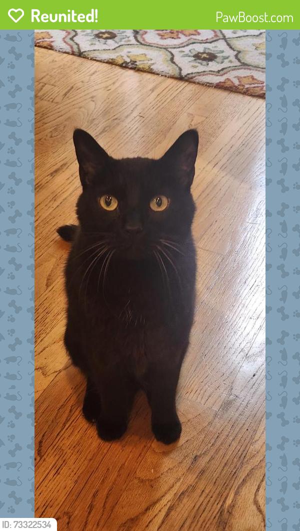 Reunited Male Cat last seen Oneida street and sw 112th ave, Tualatin, OR 97062