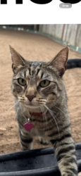 Lost Male Cat last seen Ringsby rd x Ringsby cove, Austin, TX 78747