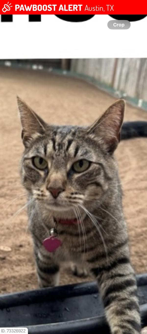 Lost Male Cat last seen Ringsby rd x Ringsby cove, Austin, TX 78747