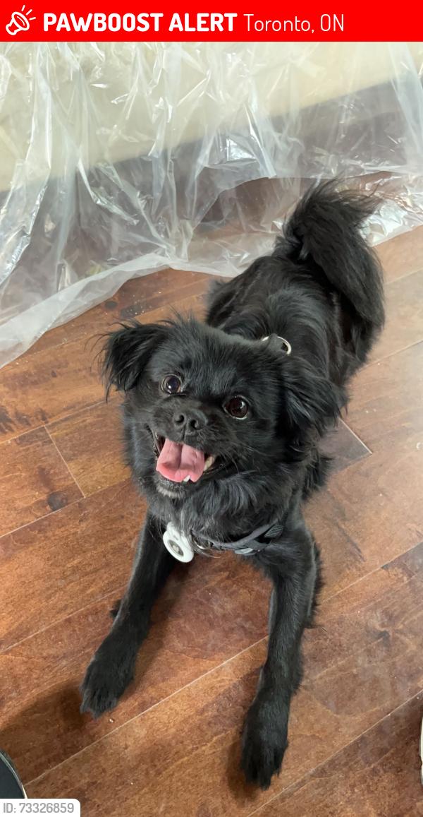 Lost Male Dog last seen Stolen dog whereabouts unknown, Toronto, ON M5V