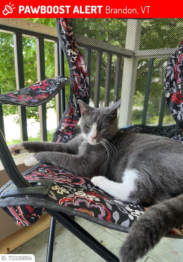 Lost Male Cat last seen Church ST , Nickerson ST, Union Street , and Sindicate rd. Brandon VT 05733, Brandon, VT 05733