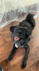 Lost Male Dog last seen Stolen dog whereabouts unknown, Toronto, ON M5V