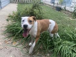 Reunited Female Dog last seen West Kenwood Way, Louisville, KY 40214
