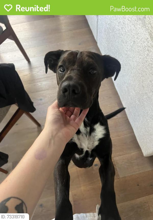 Reunited Female Dog last seen Pala casino resort, Pala, CA 92059