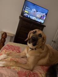Found/Stray Female Dog last seen Cloud 9 Vape shop, Canton, GA 30114
