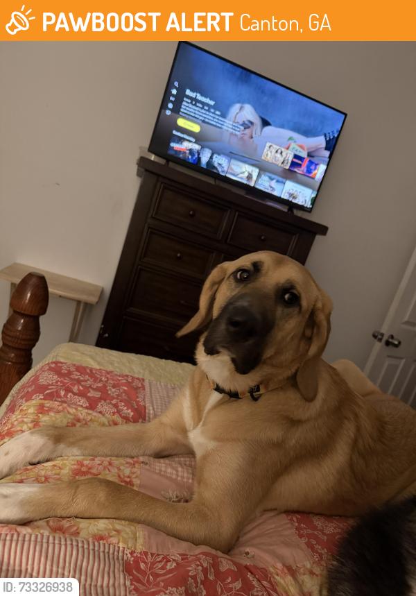 Found/Stray Female Dog last seen Cloud 9 Vape shop, Canton, GA 30114