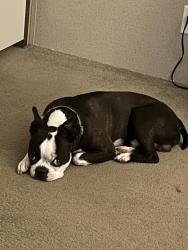 Lost Male Dog last seen Concord rd, Gaffney, SC 29341