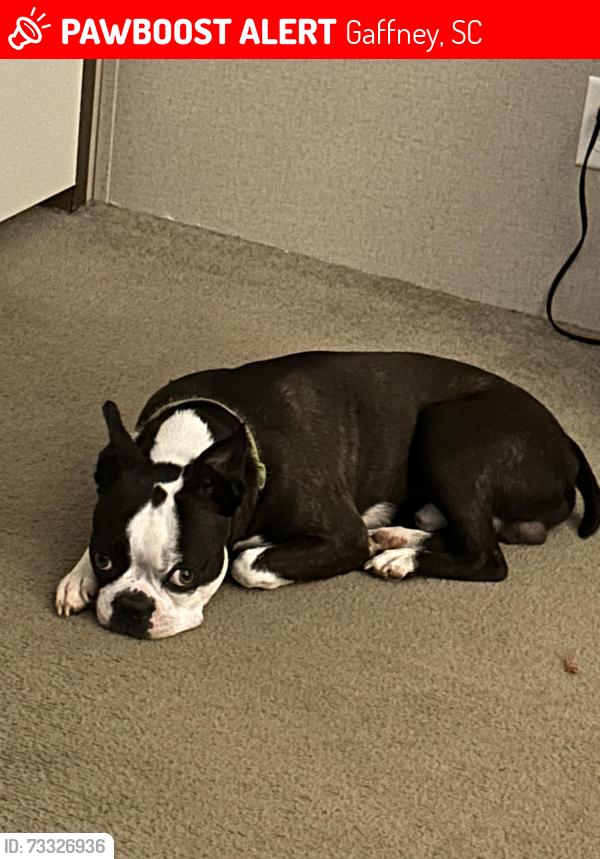 Lost Male Dog last seen Concord rd, Gaffney, SC 29341