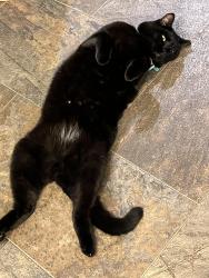 Lost Male Cat last seen Collingwood, Dayton, OH 45419