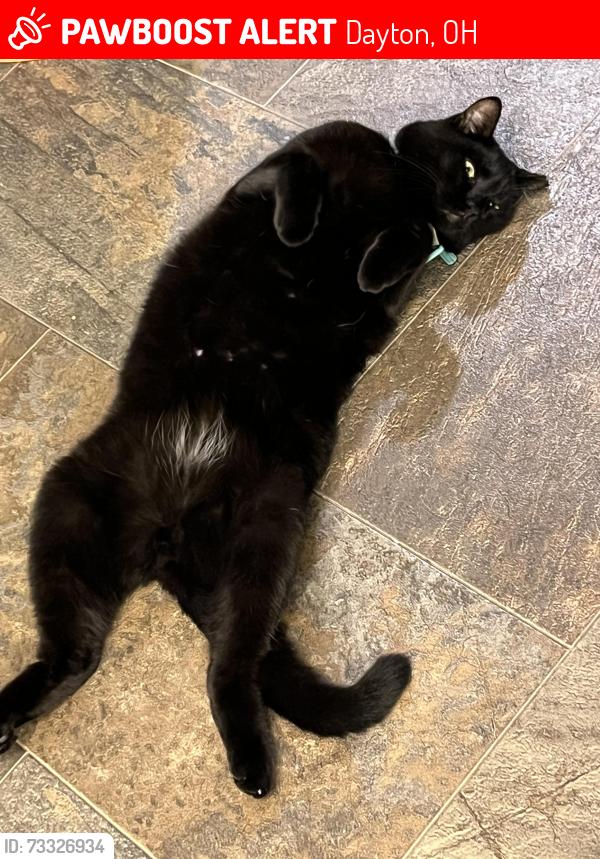Lost Male Cat last seen Collingwood, Dayton, OH 45419