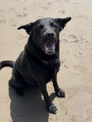Reunited Male Dog last seen Roy rogers rd, Sherwood, OR 97140