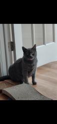 Reunited Female Cat last seen Brices Crossing, New Bern, NC 28562