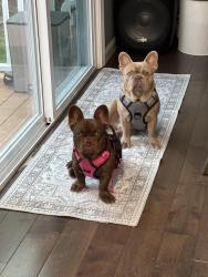 Reunited Female Dog last seen near street at hse, Cranston, RI 02921