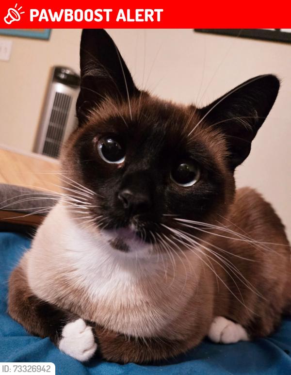 Lost Male Cat last seen Breakers point & seabury ct, West Chester Township, OH 45069