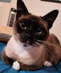 Lost Male Cat last seen Breakers point & seabury ct, West Chester Township, OH 45069