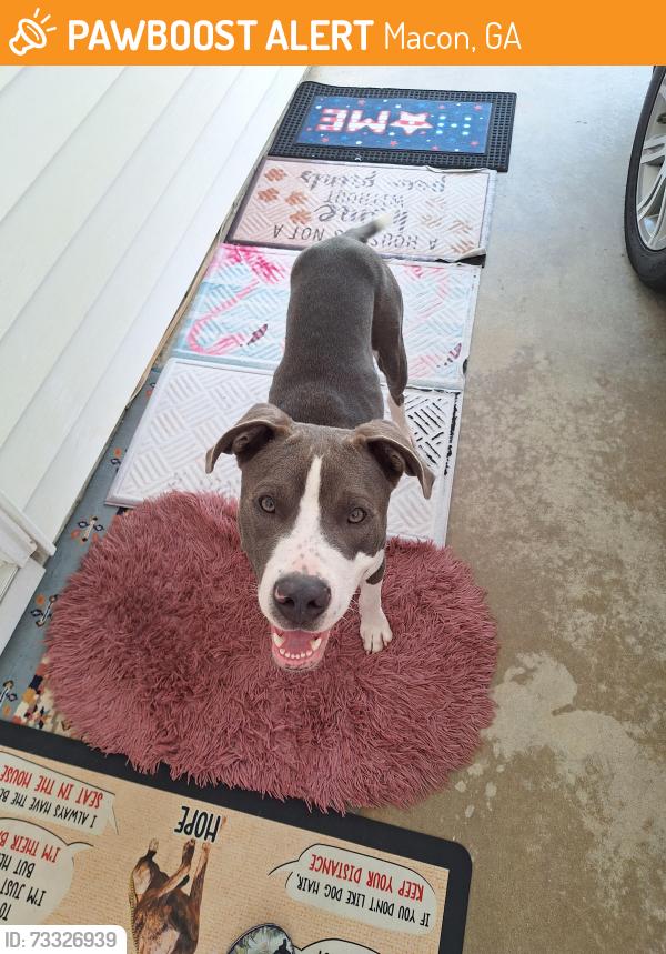 Found/Stray Male Dog last seen Hartley Bridge Road woodoak Drive, Macon, GA 31216