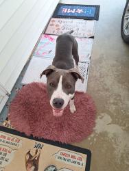 Found/Stray Male Dog last seen Hartley Bridge Road woodoak Drive, Macon, GA 31216