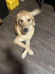 Lost Male Dog last seen Douglas Ave, Midland, TX 79703